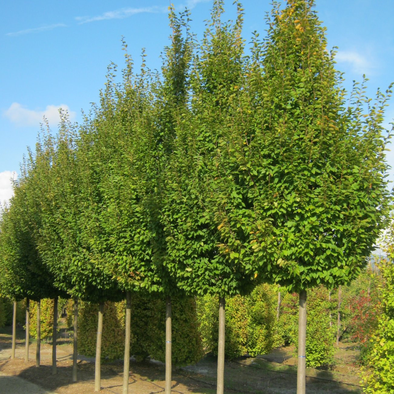 Obrázok Hrab obyčajný (Carpinus betulus) ´PYRAMIDALIS´ - výška 400-450 cm, obvod kmeňa 10/12 cm, kont. C55L